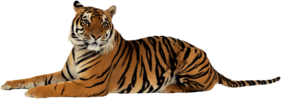 bengal Logo